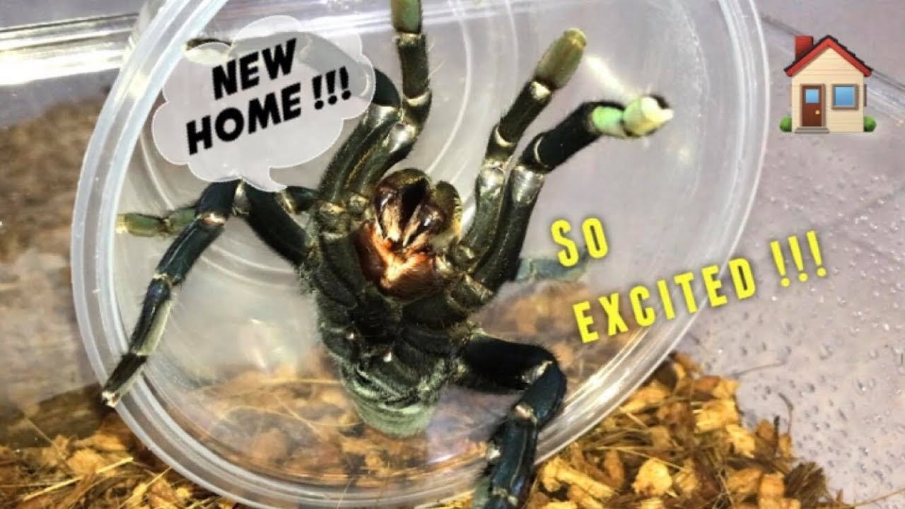 REHOUSING my Cobalt Blue Tarantula ~ Mean girl !!!