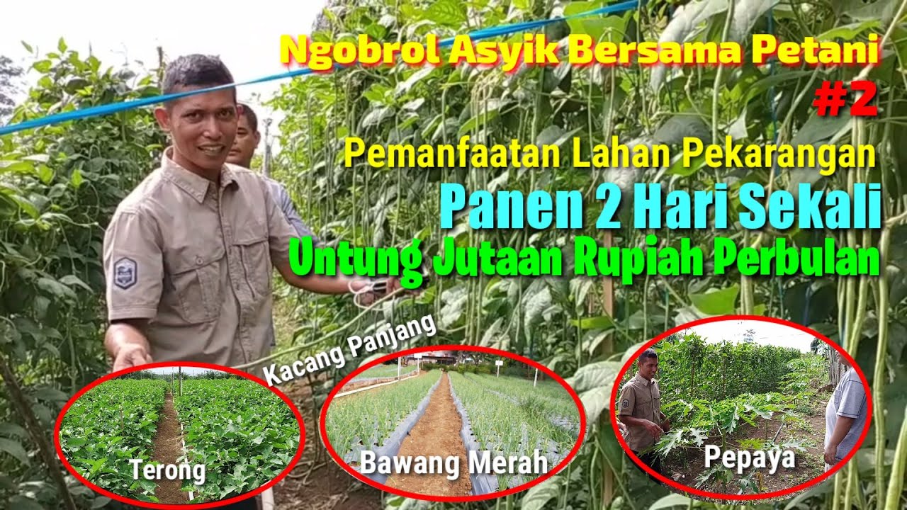 Kisah Petani Sukses | Meraup Untung Jutaan dari Pemanfaatan Lahan Pekarangan