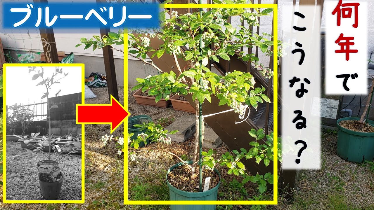ブルーベリー栽培：植え付けて何年でその大きさに？