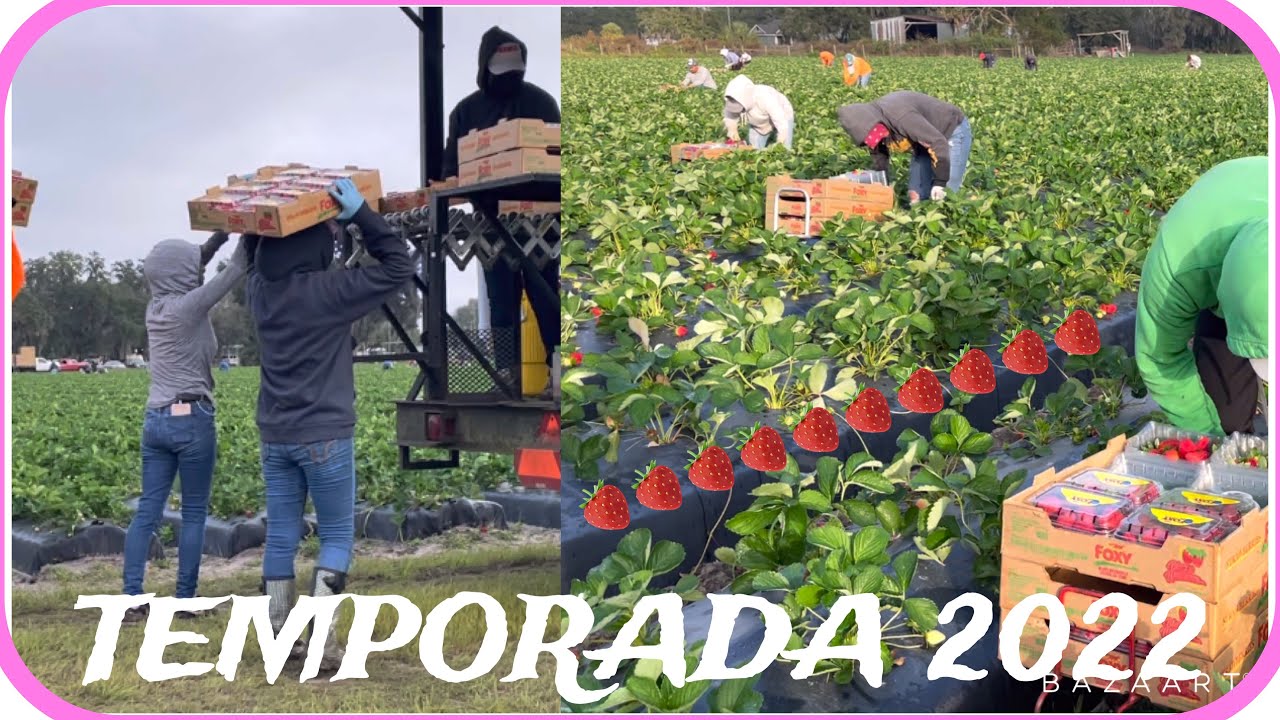 Increíble ! “pisca de fresa” temporada 2022 | Manuel Chávez Farms Plant City Florida
