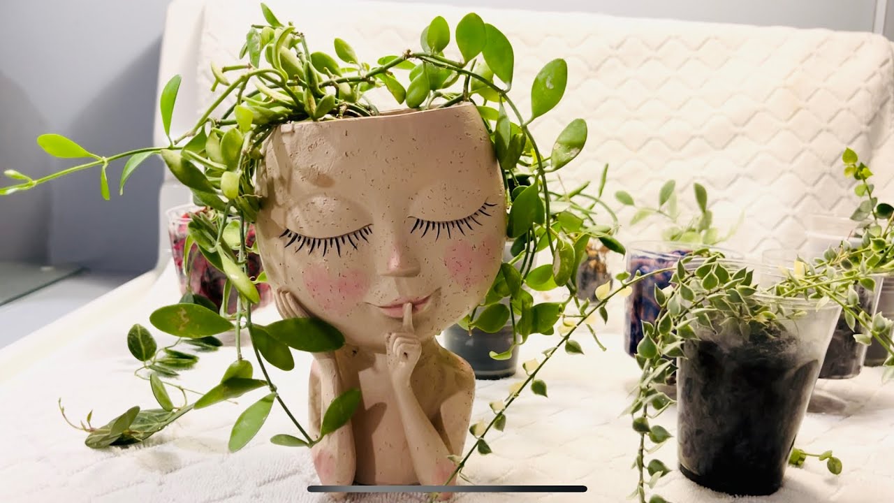 All About Dischidia - One Of The Cutest Plant Genera Around!!!