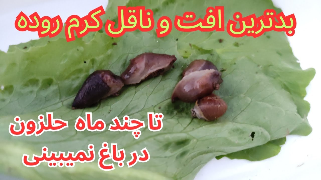کنترل حلزون ها با تاثیر شگفت‌انگیز روش ارگانیک و روش تجاری و تنها سم تاثیر گذار و نتیجه بخش