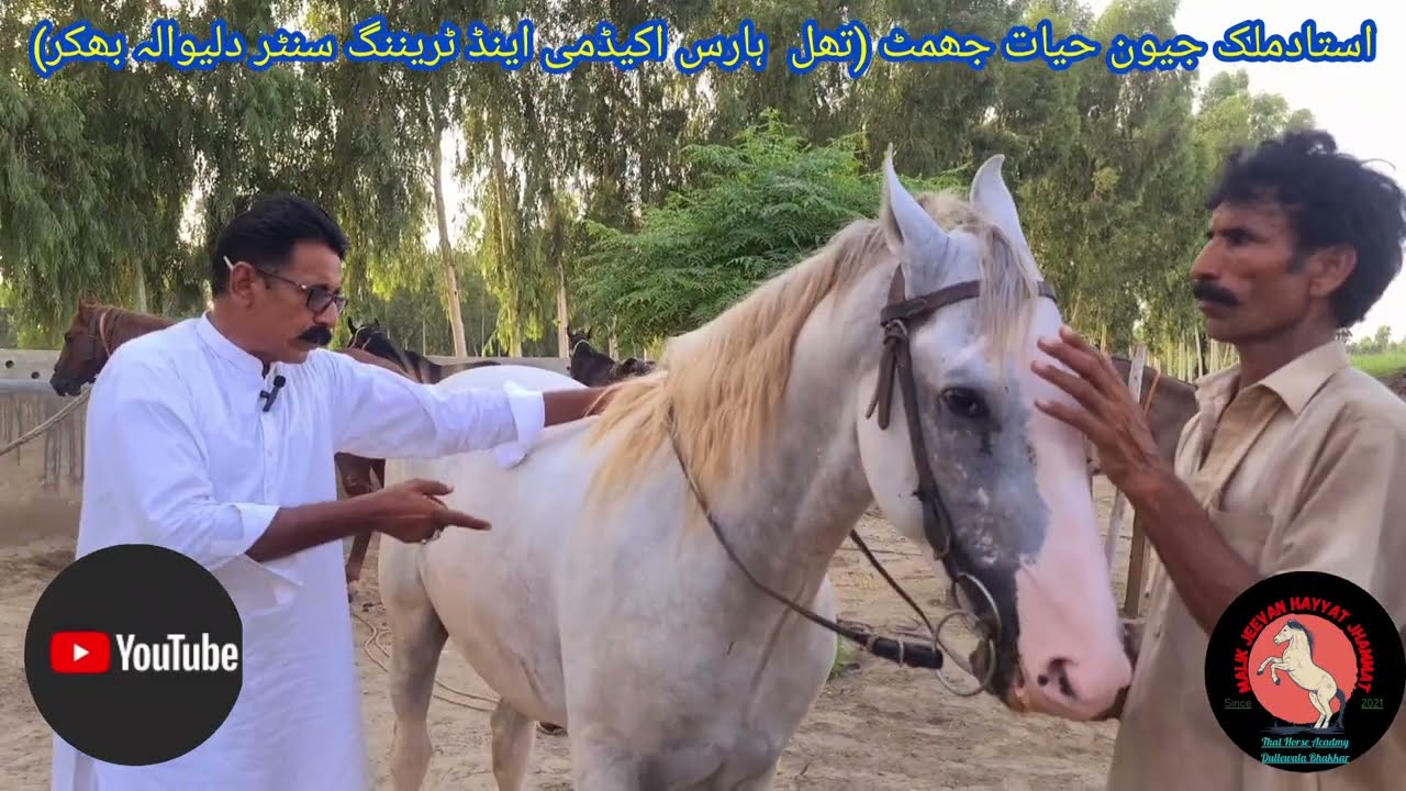 گھوڑے کے سموں کا ریشہ، آبگیرسینہ کی وجوہات اور اسکا فوری علاج کونسا اور کیسے کرنا چائیے؟؟
