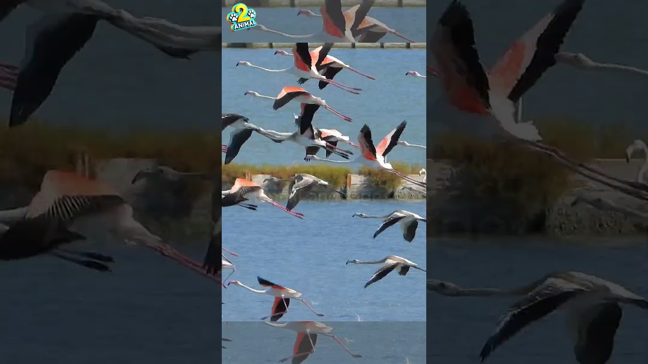 The Beauty of Birds Flying in Flocks: Nature's Aerial Ballet #bird #animallanguage2al #shorts