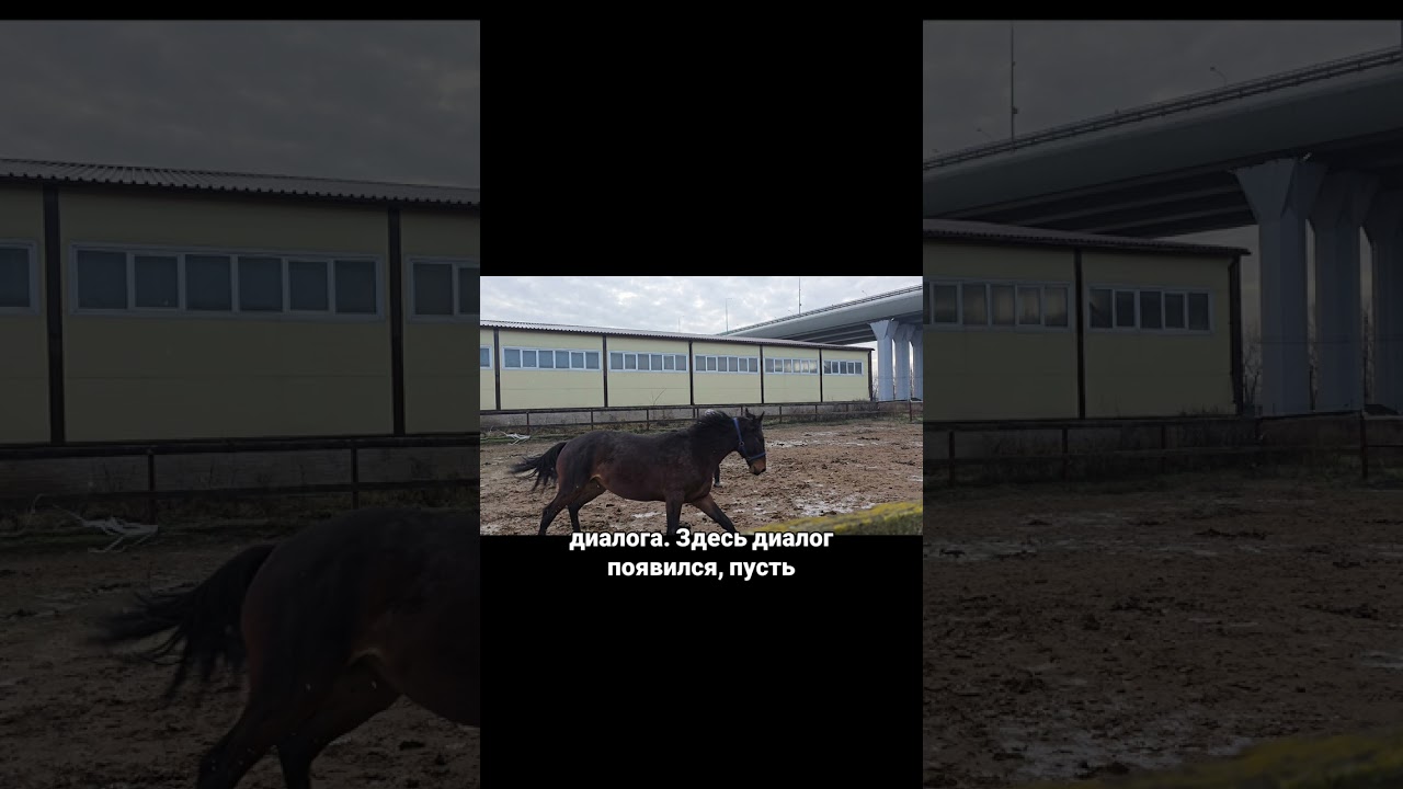 Почему “сел и поехал” — не значит, что лошадь готова