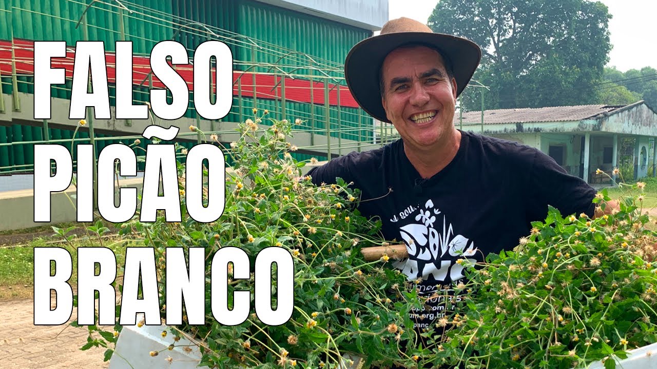 FALSO-PICÃO-BRANCO ERVA HISTÓRICA E SEUS POTENCIAIS GASTRONÔMICOS - Sítio Panc #valdelykinupp