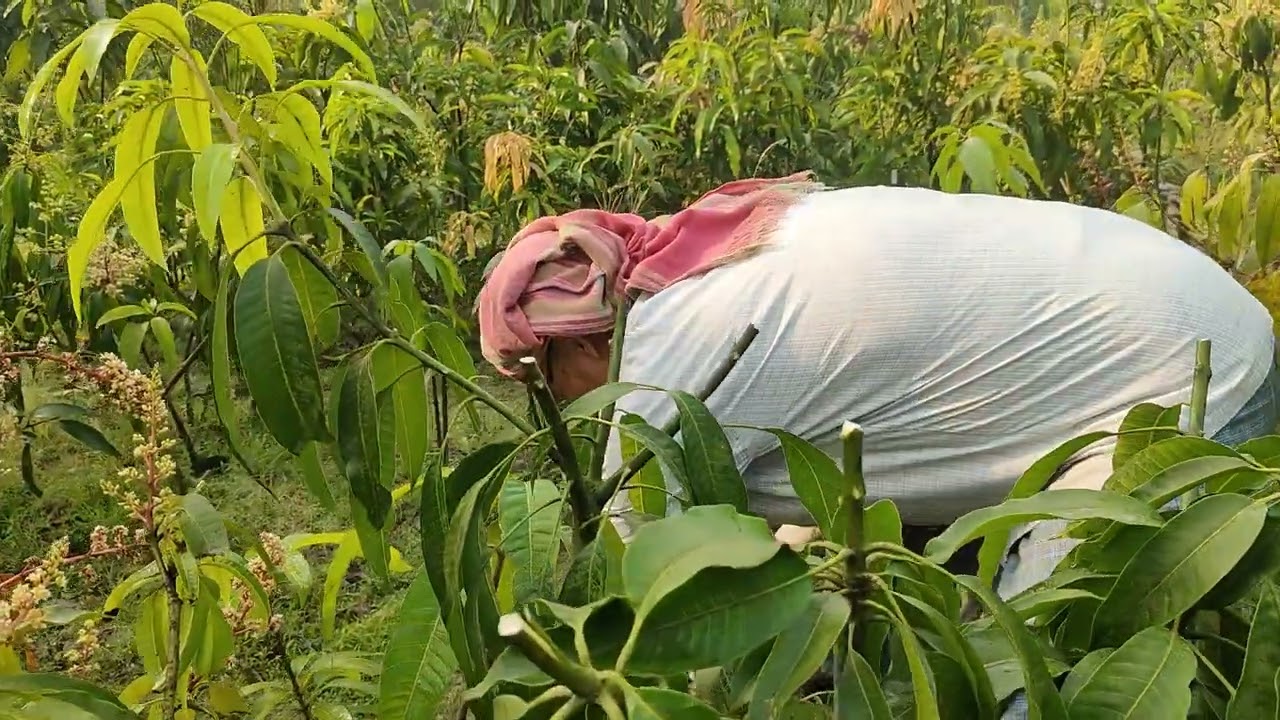 আমের কলম কিভাবে করবেন ও মাল্টি গ্রাফ্টিং কিভাবে করবেন।।