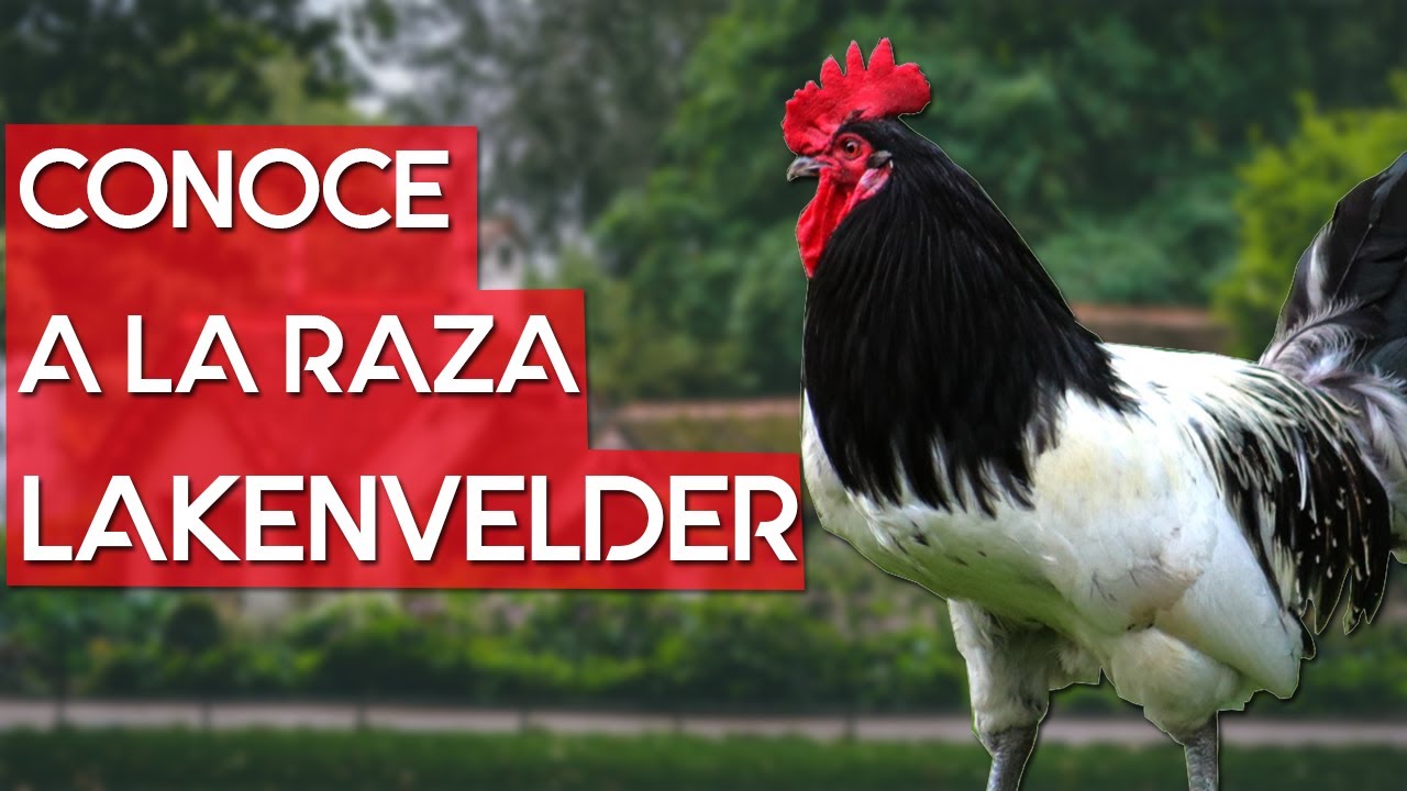 Gallina Lakenvelder 🐔 Una hermosa raza de gallina del viejo mundo