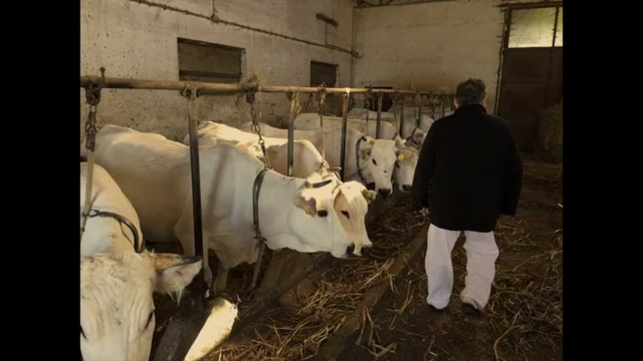 La Sigora Marchigiana (la fattoria del campiglione )