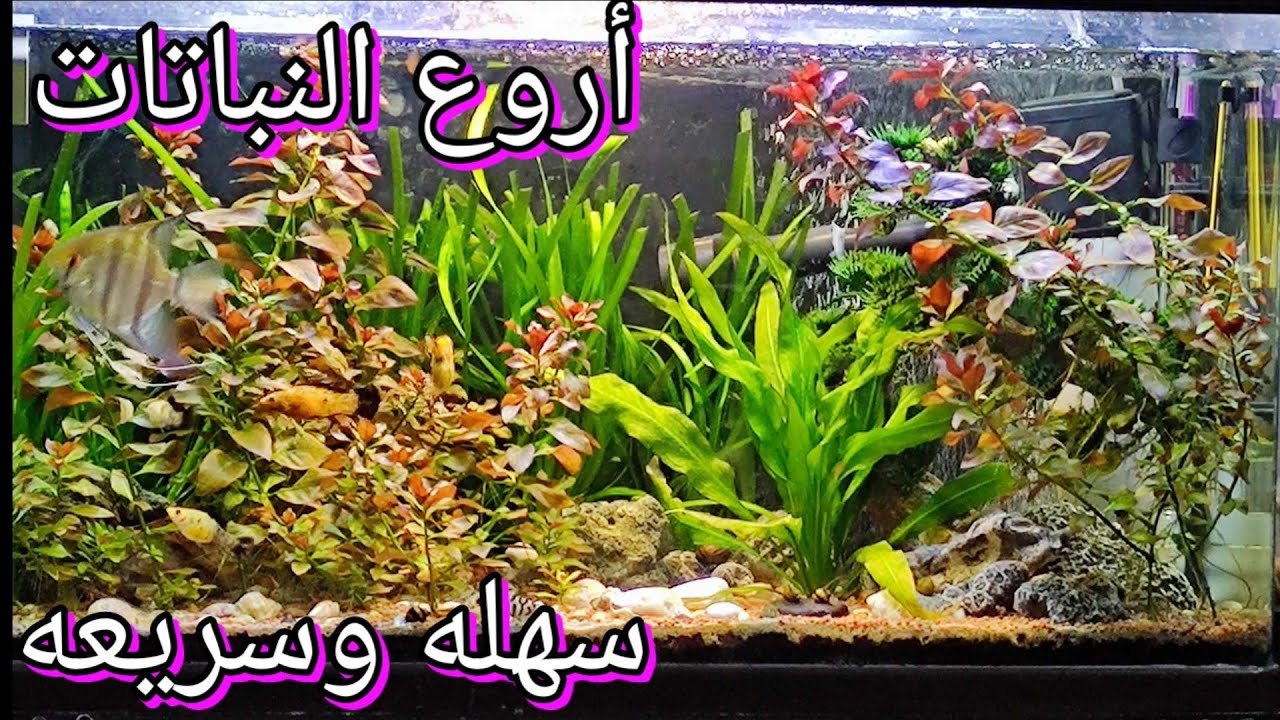 ماهي اجمل واسهل النباتات وأجمل من الهاي تيك ,  لحوض السمك   .