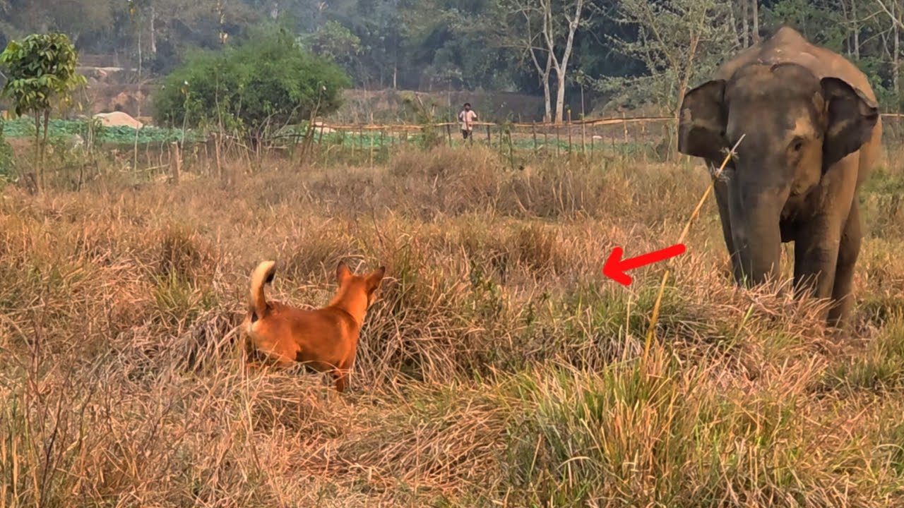 9 February 2026 #assam #animals #wildlife #viralvideo 