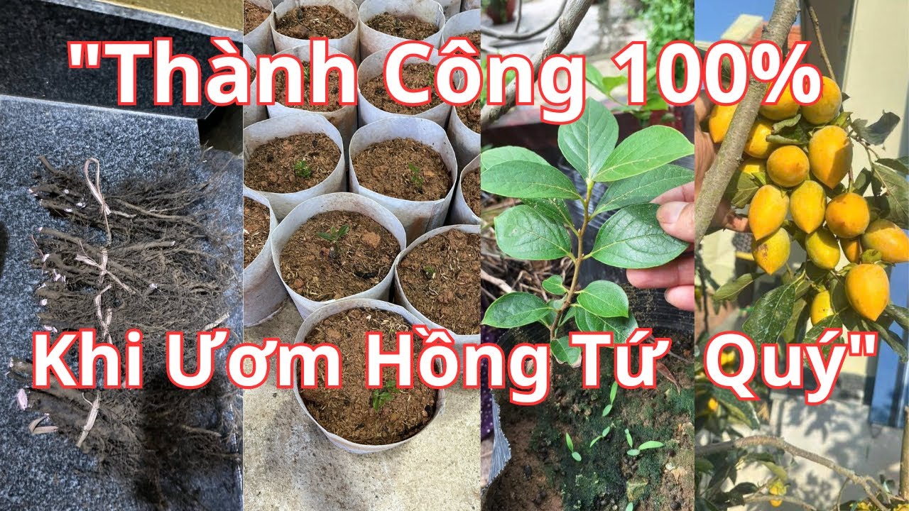 Bí Quyết Ươm Hồng Tứ Quý Từ Rễ Nguyên Bản – Thành Công 100% Tại Nhà | Nhà Vườn Vũ Tiến
