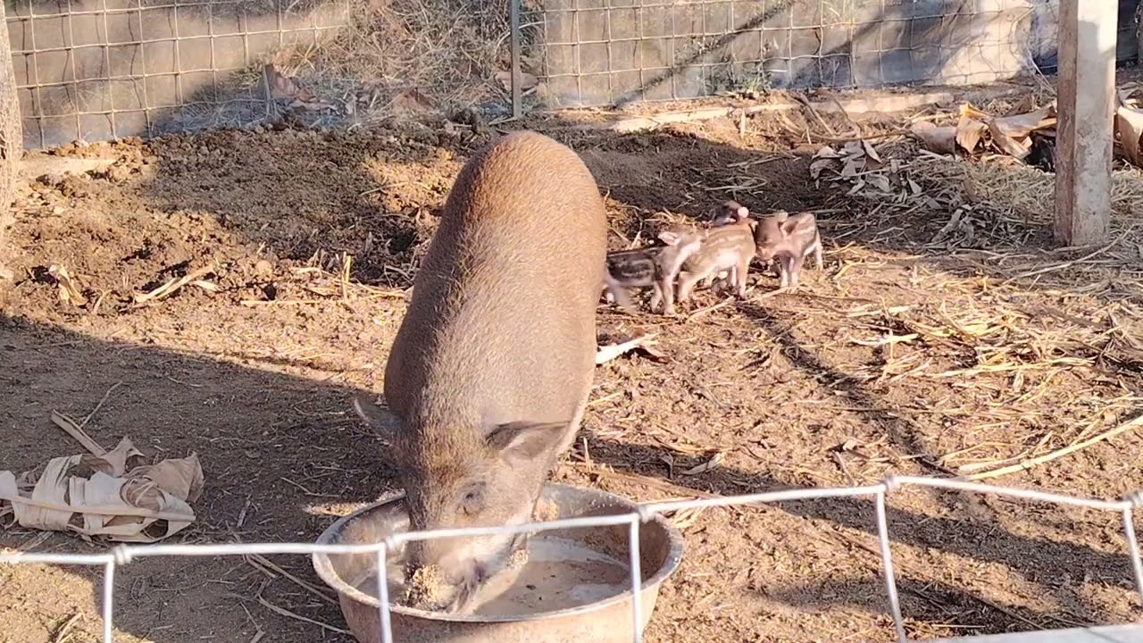 แม่หมูให้นมลูกหมูป่า​น่ารักมากไปดูกัน