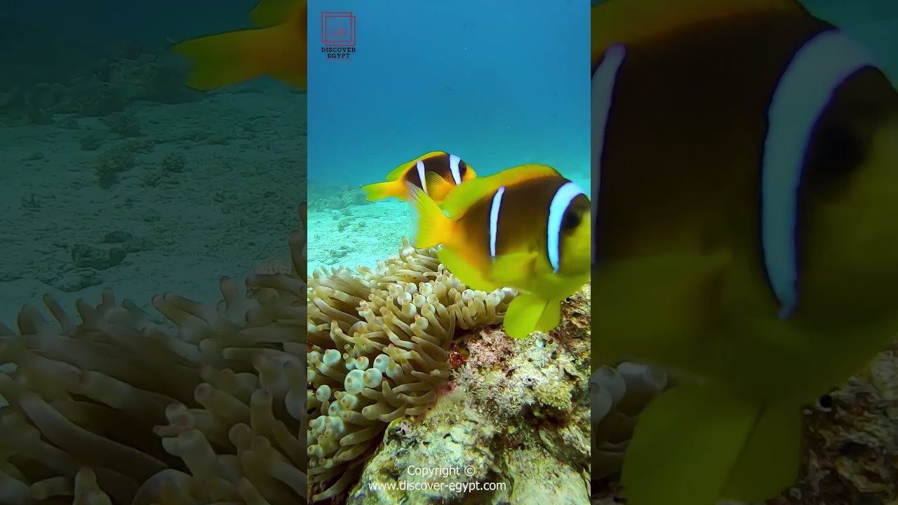See the underwater world of Nemo fish and much more with the help of a snorkeling guide