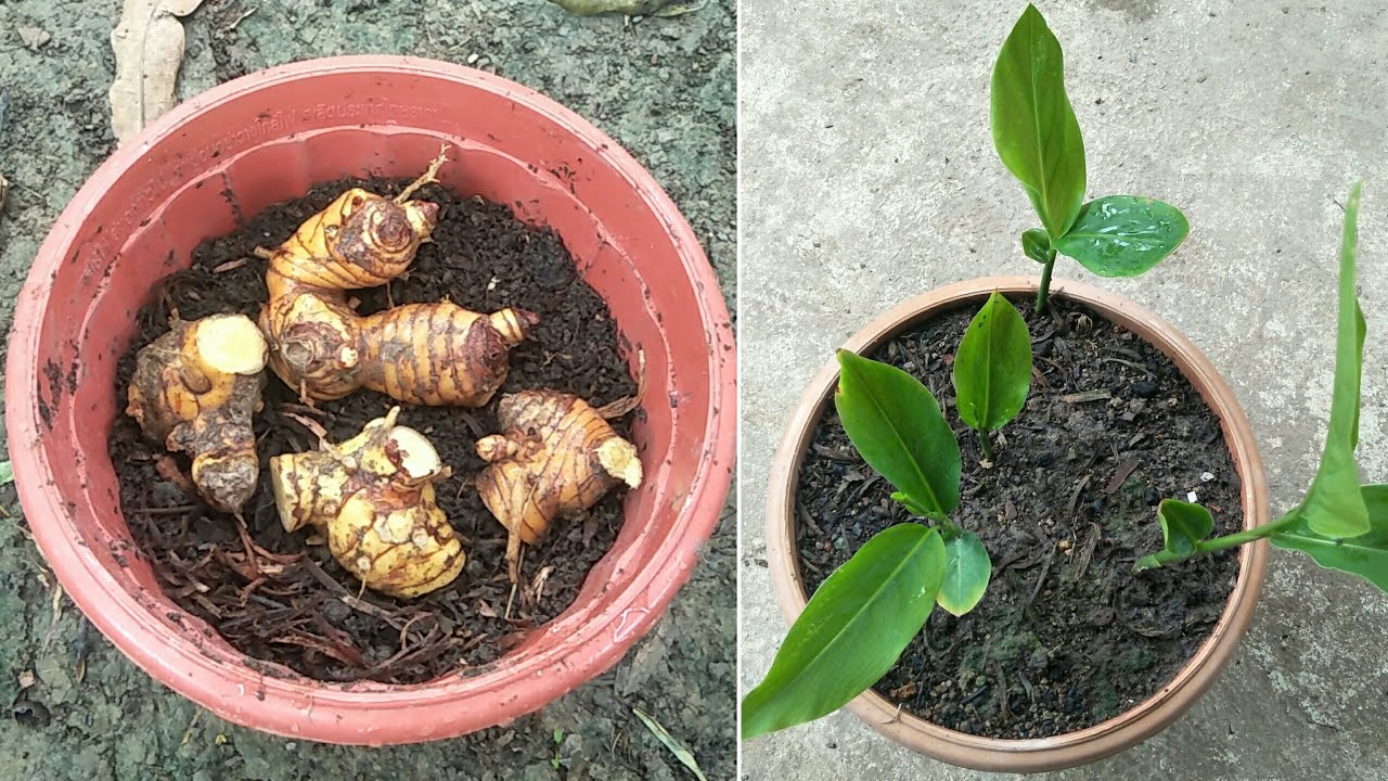 Growing Galanga fast in pots - my agriculture
