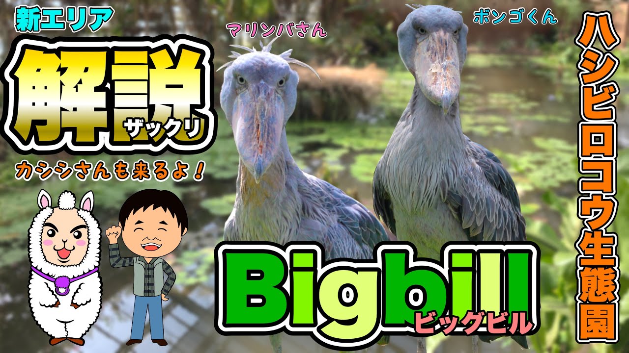 NEW！ハシビロコウ生態園ビッグビル！【神戸どうぶつ王国】新エリアをザックリ解説！(Shoebill Ecological Garden 