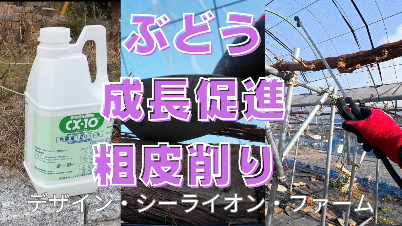 ぶどうの冬作業！成長促進！粗皮削り！2026/01/22