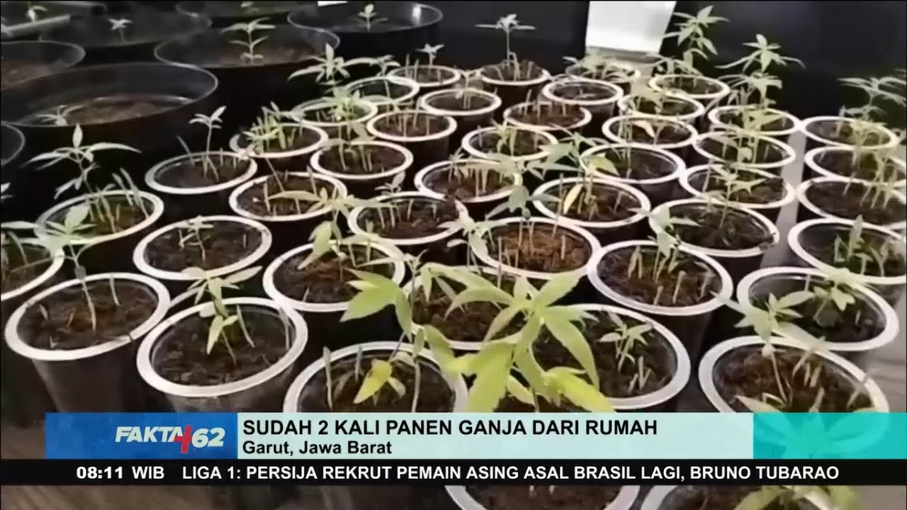 Sekretaris Desa di Garut Tanam Ratusan Ganja di Rumah