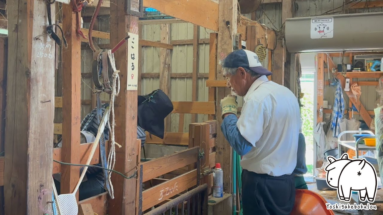 ヤギのお世話ボランティアありがとうございます　2025年6月21日　吉がけ牧場　#goat