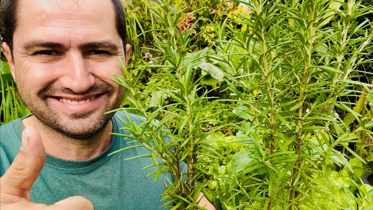 COMO PLANTAR ALECRIM CORRETAMENTE