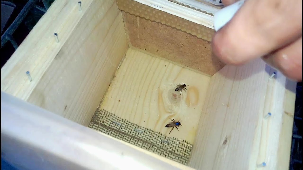 Формирование нуклеусов  Вывод маток  The formation of cores  The output Queen bees