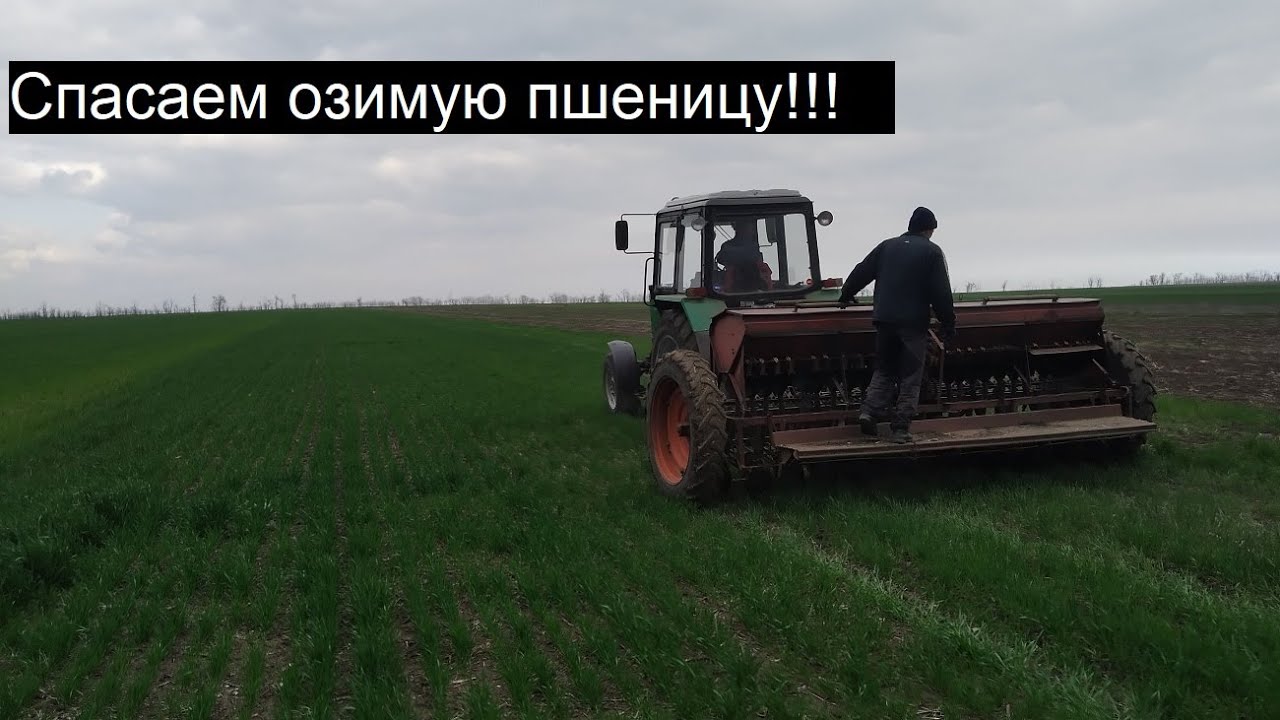 Пшеница очень слабая кормим сеялкой! (Часть 1)