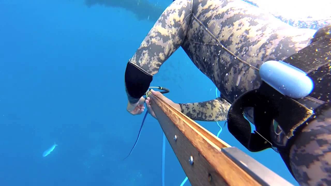 San Diego Kelp Paddy Spearfishing