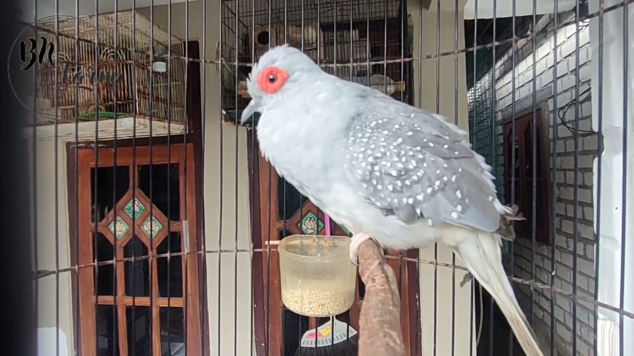 Diamond Dove Gacor