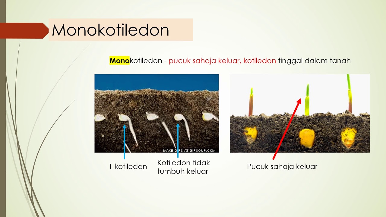 SAINS itu mudah/Sains Tingkatan 2/Bab 1 Pengelasan tumbuhan:Monokotiledon dan Dikotiledon/PT3