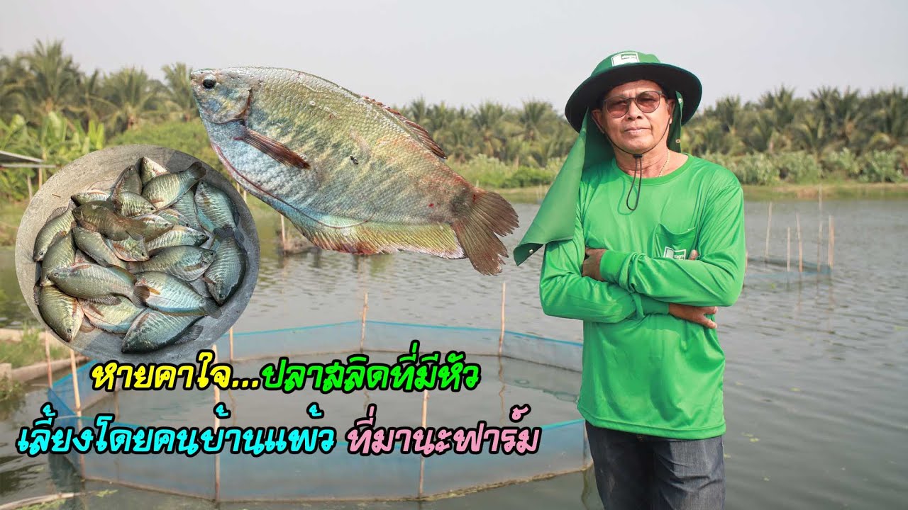 หายคาใจ...ปลาสลิดที่มีหัว เลี้ยงโดยคนบ้านแพ้ว ที่มานะฟาร์ม