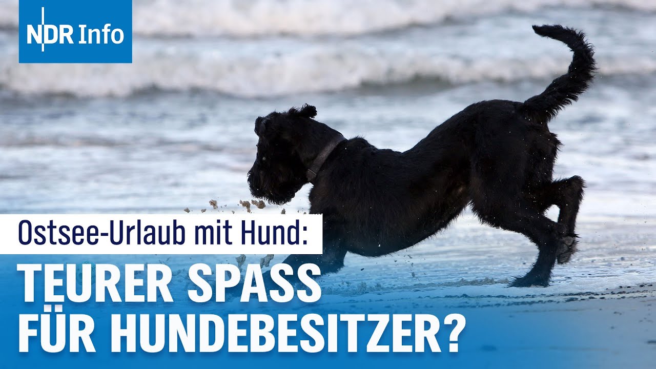 Urlaub mit Hund: So teuer wird jetzt dein Ostsee-Trip! | NDR Info