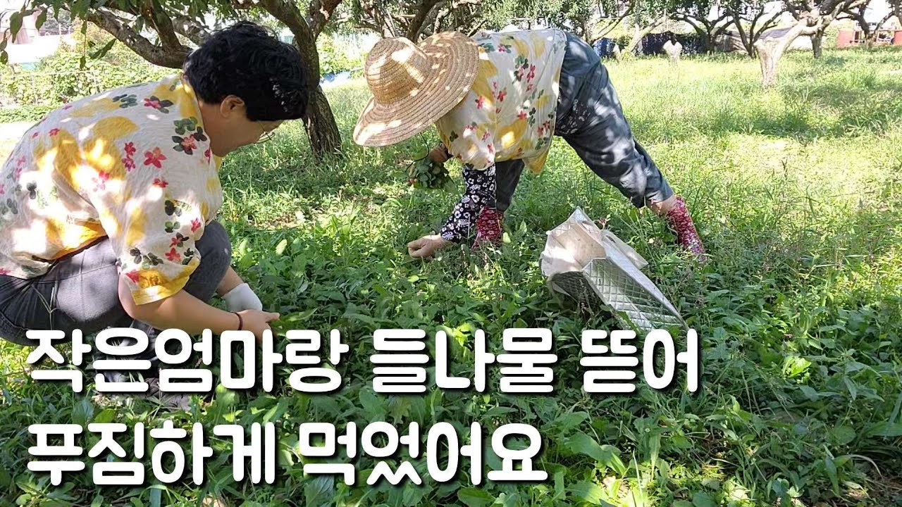 작은엄마랑 들나물(가시상추 민들레 보리뱅이)뜯어 푸짐하게 꿀맛으로 먹었어요