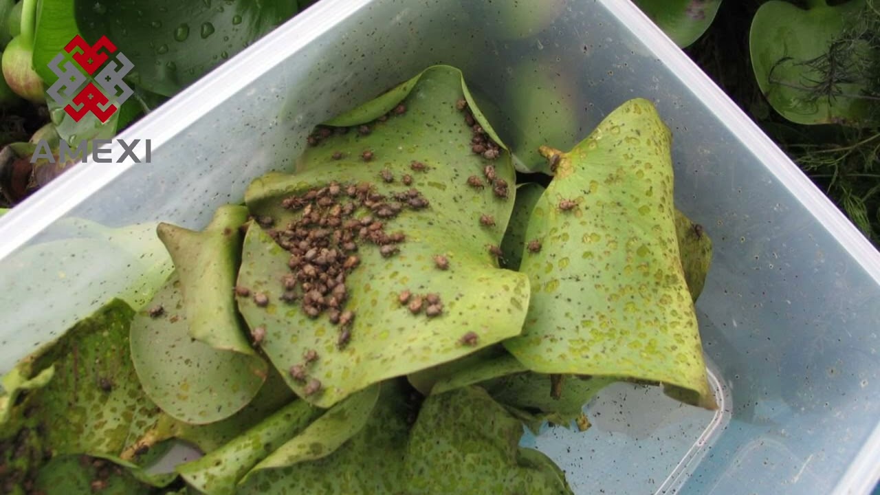 ¿Sabías que hay plantas que secan los ríos y lagos? ¿Cuáles son y cómo se combaten? (Parte 2) 