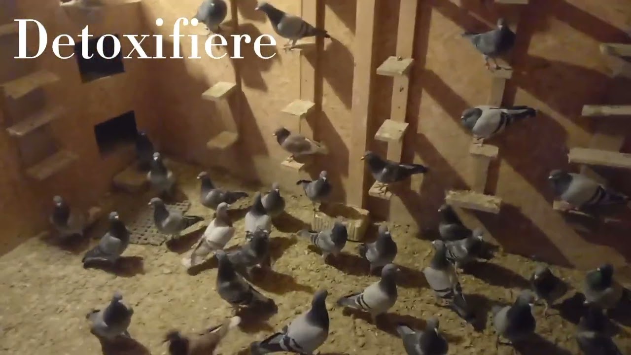 Postul negru la porumbei. Primele 24h