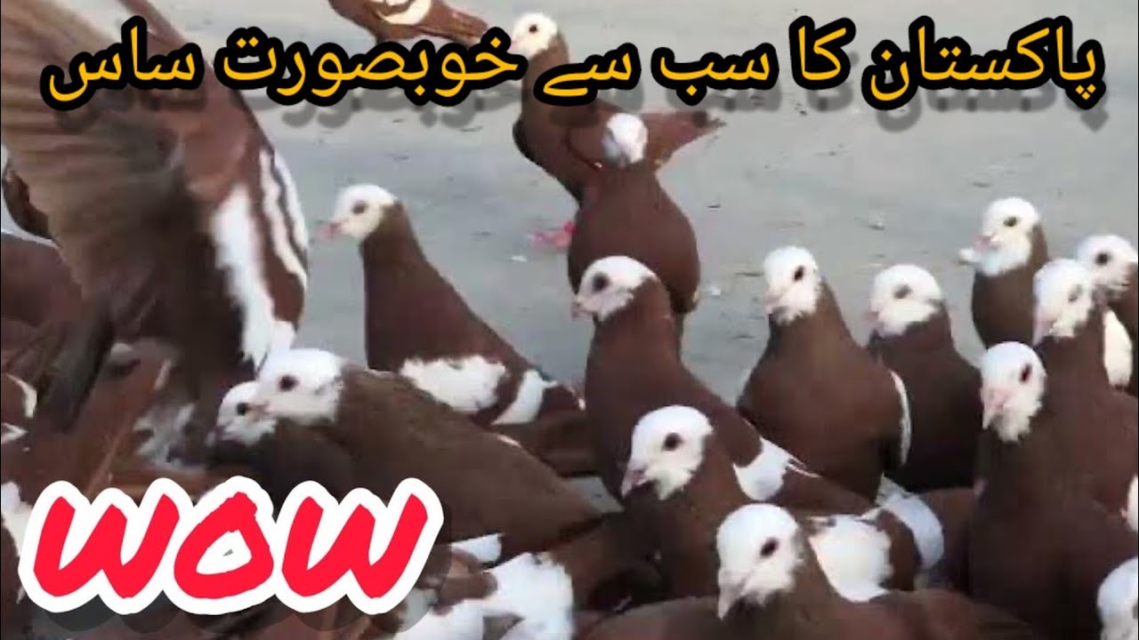 Umair Bhai ke jogiya Gandedar | 80 Gola Kabutaron ka Shauk | Jameel memon society highway | PIGEON