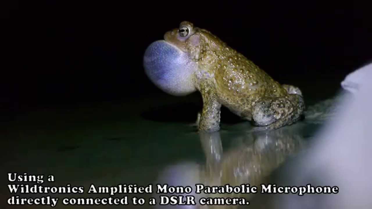 Songs of the American Toad