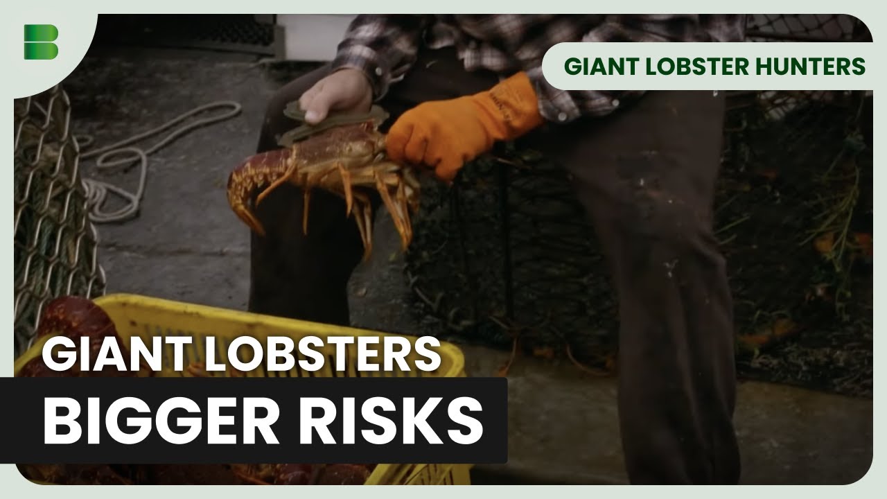 Lobster Fishing on the Southern Ocean | Giant Lobster Hunters