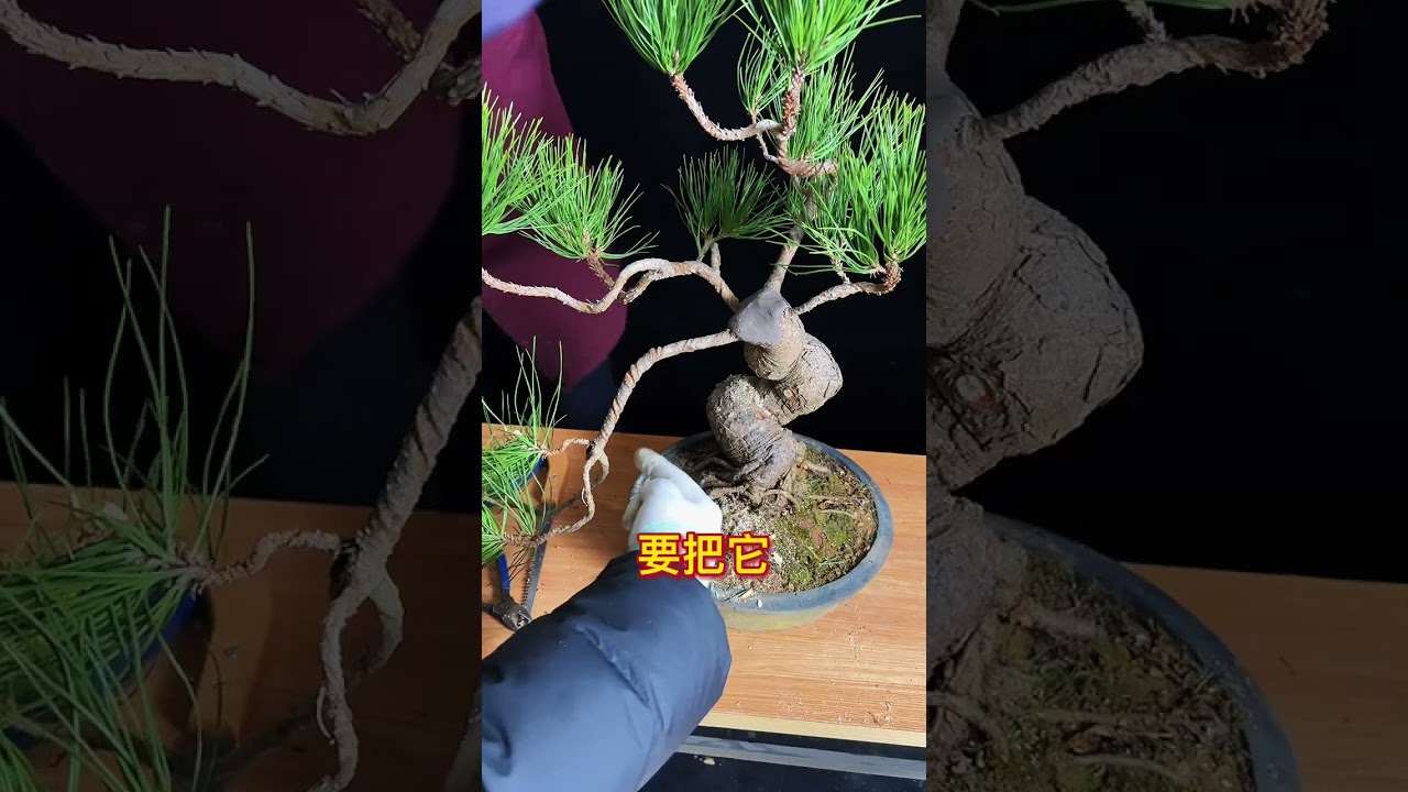 市场上很普通的商品黑松如何改作成一颗黑松盆景？垂枝式盆景如何制作？#盆景 #盆景制作 #盆景艺术 #黑松盆景