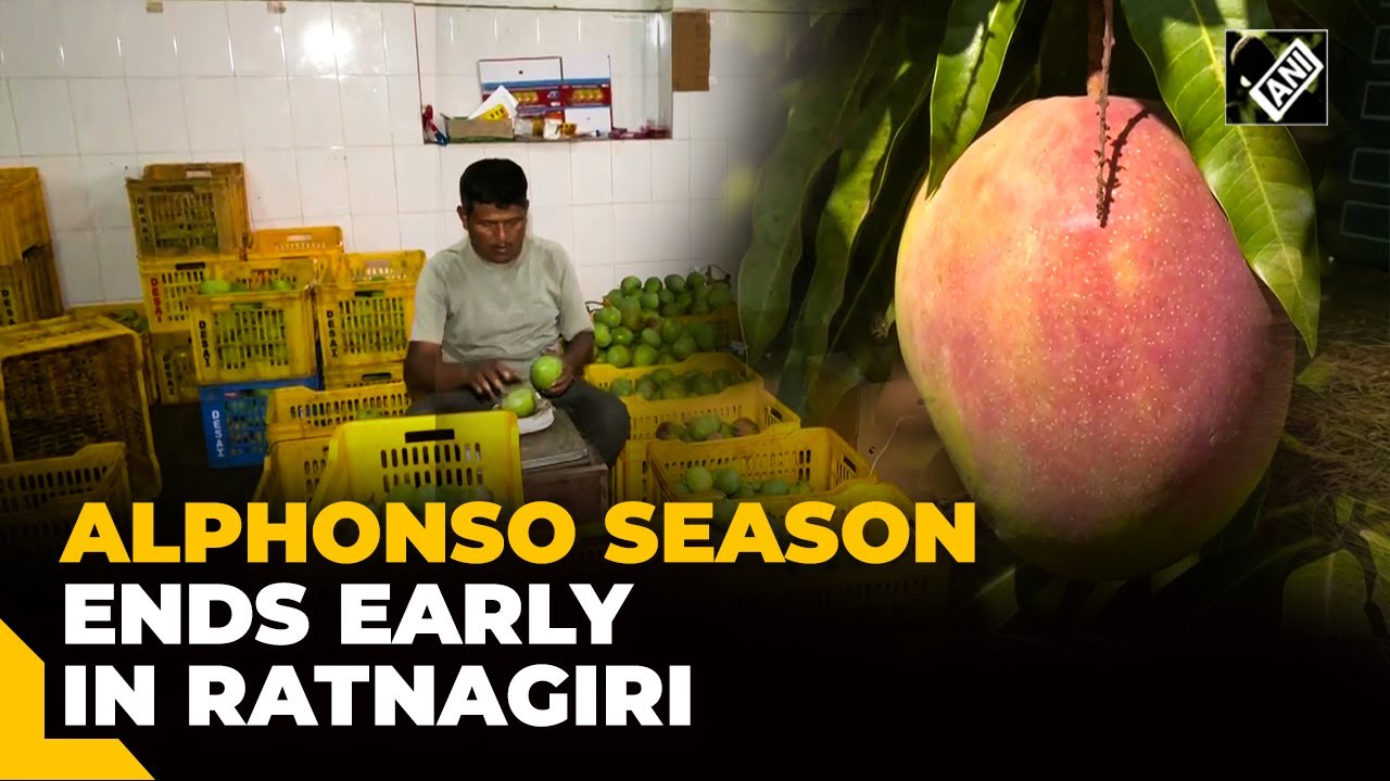 Alphonso mango season ends early in Maharashtra’s Ratnagiri