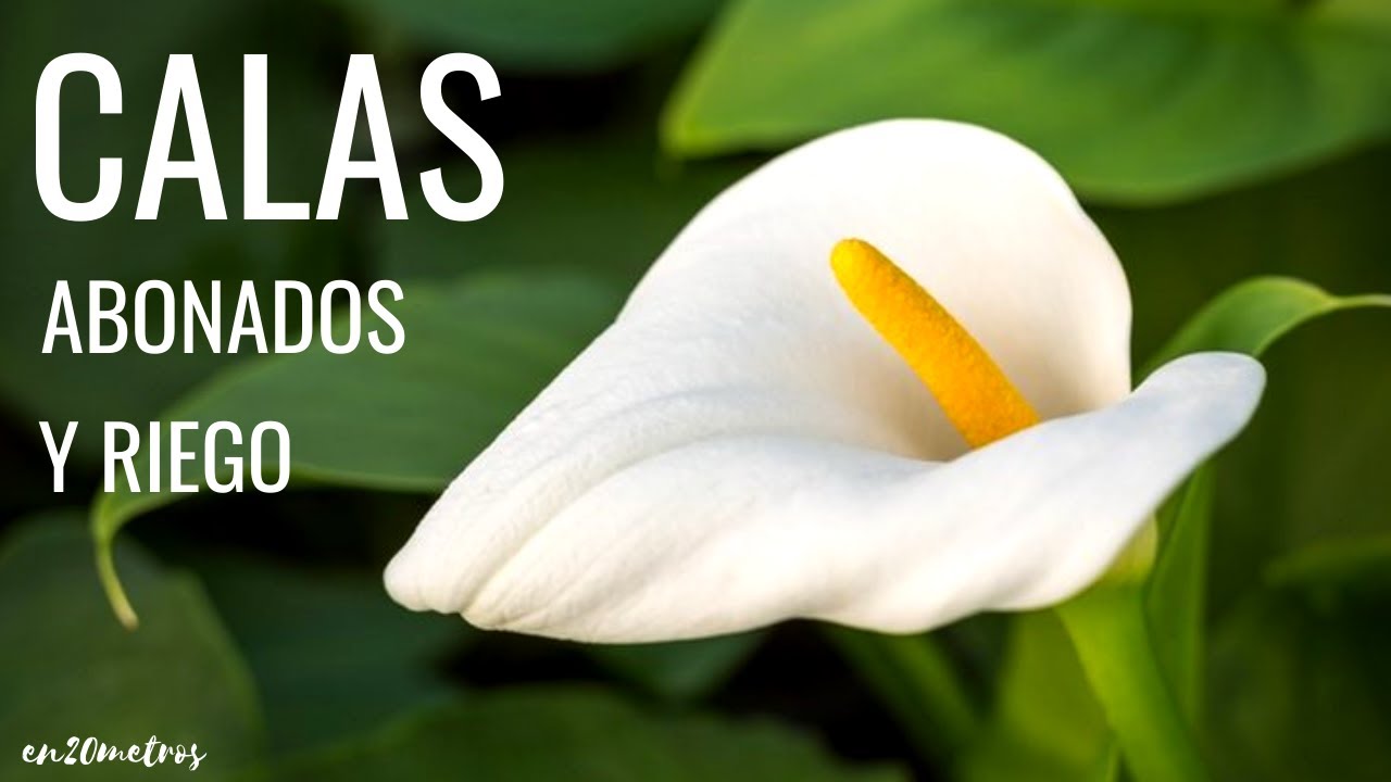 ABONADO y RIEGO de CALAS (lirios de agua) para que florezcan más || en20metros