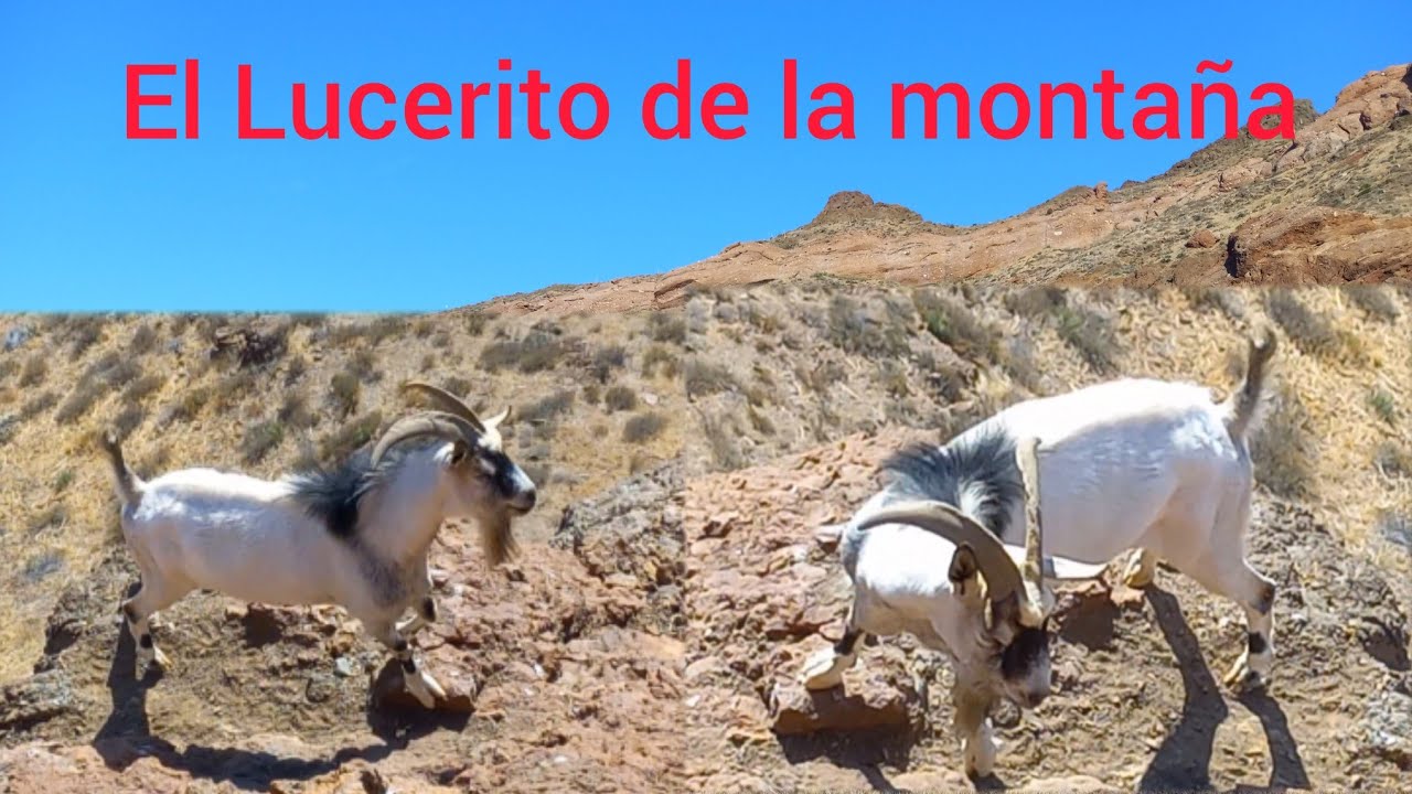 Extrañando el Lucerito de la montaña🤚