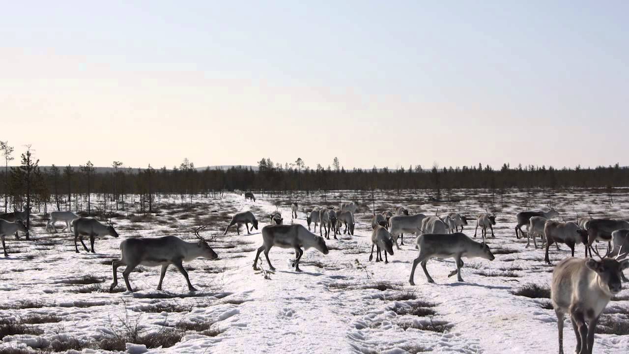 Jaana Hangasvaara, Hosanojan Porotila