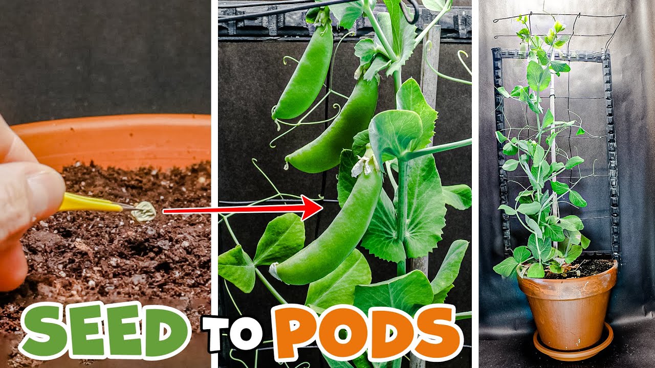 Growing Sweet Snap Pea Time Lapse - Seed To Pod (60 Days)