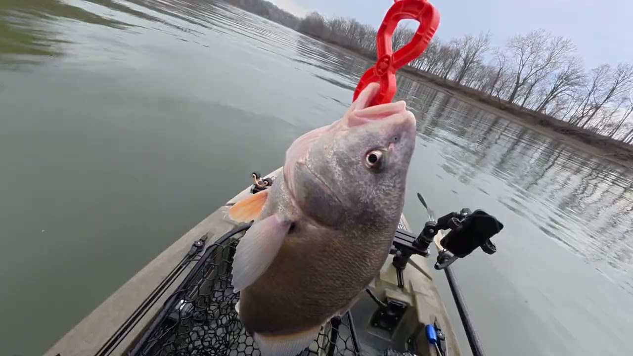 New PB Drum! 13lb Giant + 66lbs Total on the River