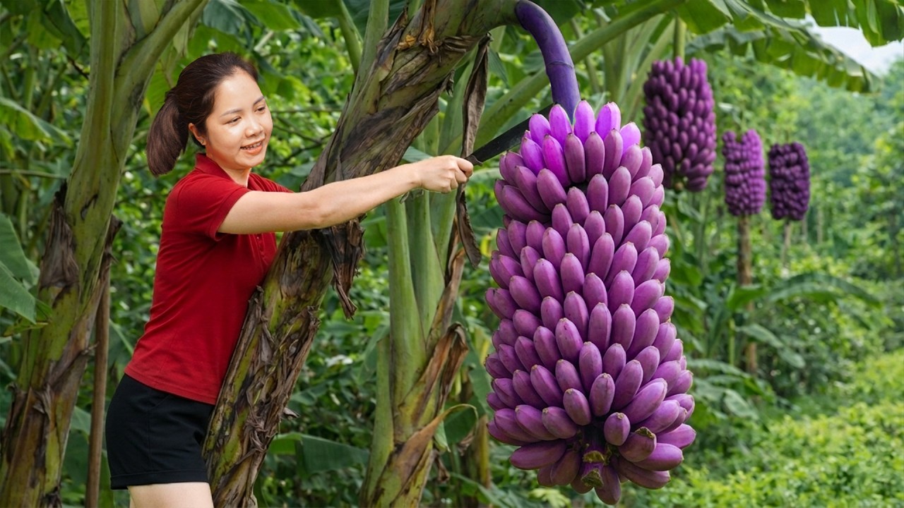 [REWIND TIMELAPSE] Harvesting Special Purple Bananas from the backyard -  Go to market sell