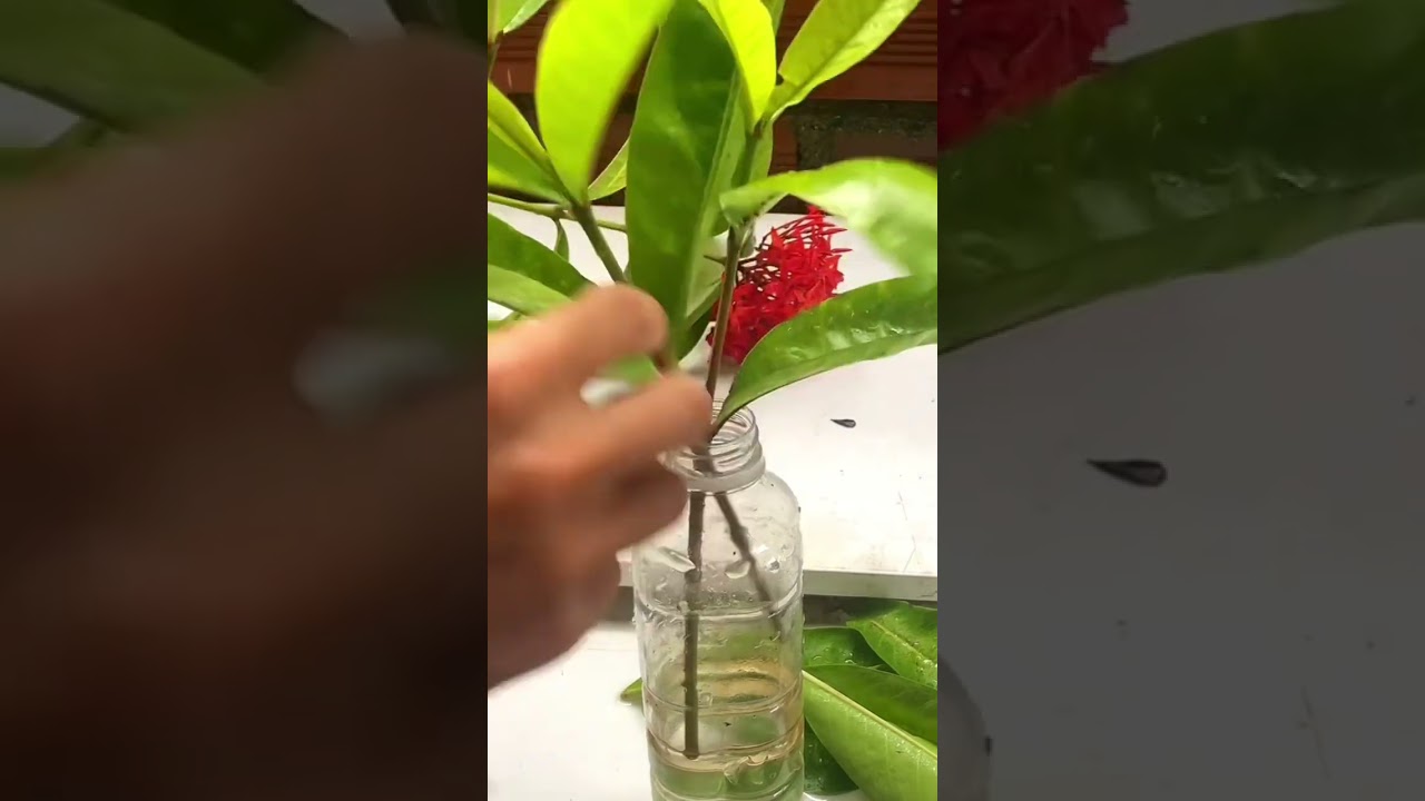 How to propagate ixora in water #shorts