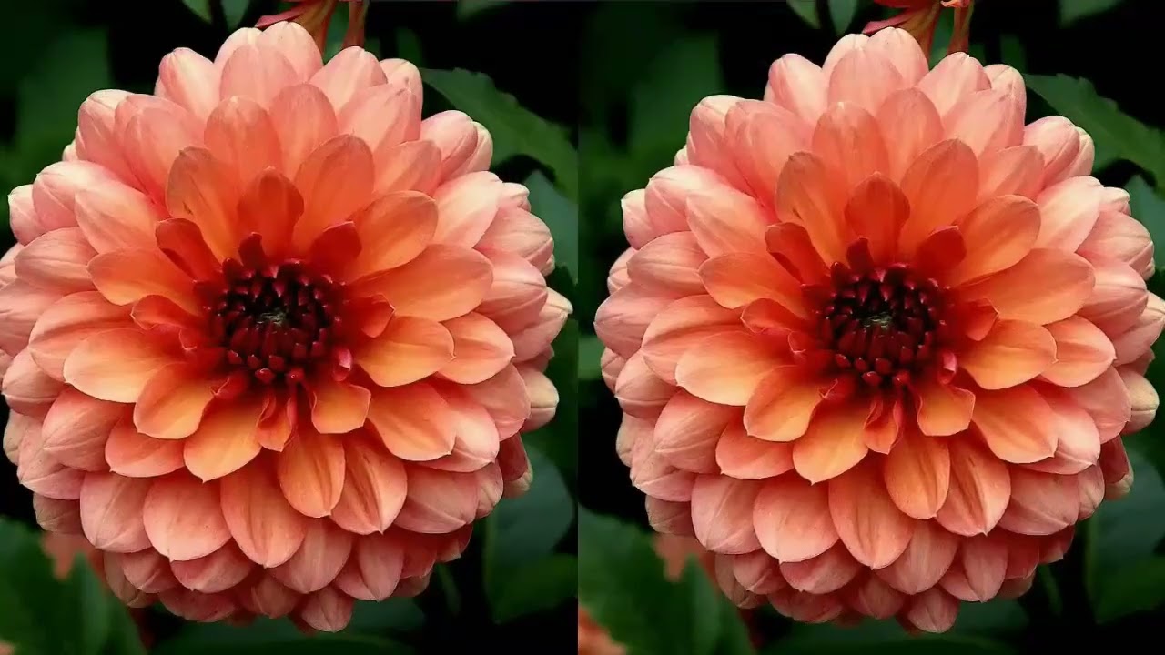 MOHABBAT JO BHARAM  - FEMALE 1