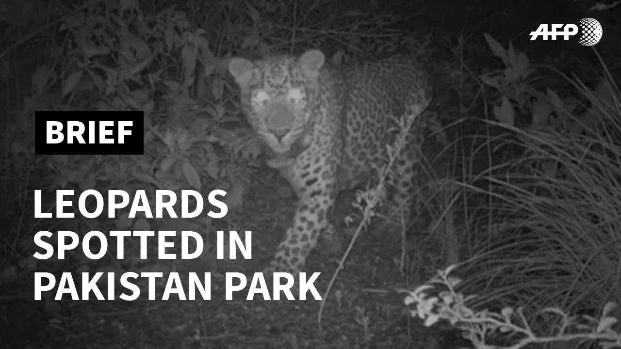 Leopards spotted in Pakistan capital's park as virus clears way | AFP