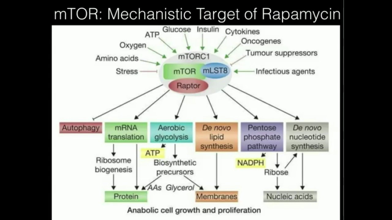 mTOR Part 2: Effect of Protein-feeding on mTOR Post-Exercise