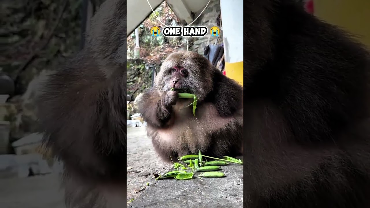 monkey eating the pea #nature #monkey #ytshorts #pea
